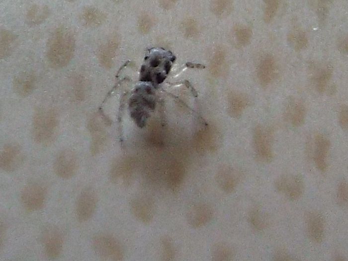 Salticus cfr. scenicus - Vigo di Fassa (TN)